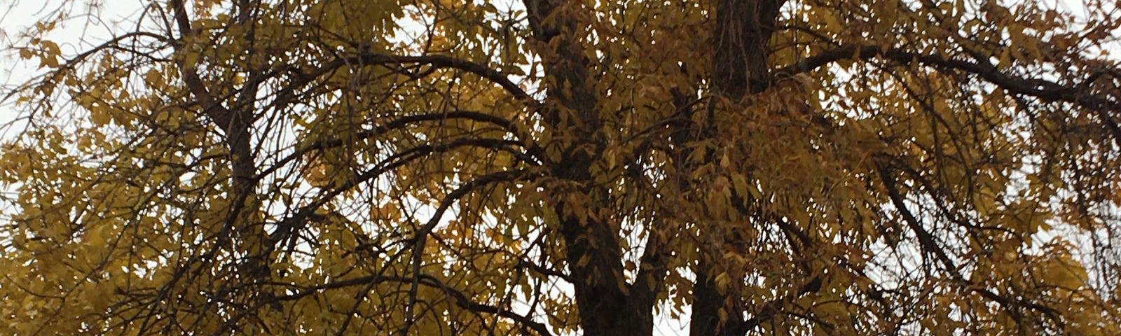 A deciduous tree covered in orange and yellow leaves against a greyish sky in Autumn. Photo taken by the author. Credit Jane Harris