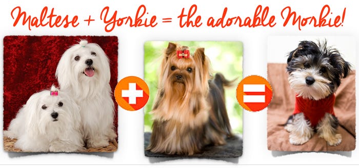 Maltese dog picture plus a Yorkshire terrier (picture) are bred to poroduce a Morkie.