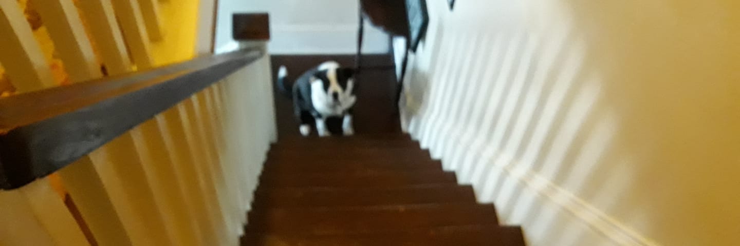 cure black and white dog at bottom of steep stairs