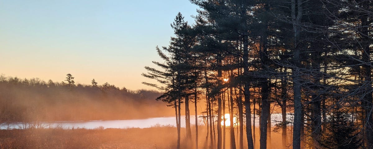 A late autumn sunrise creates long shadows through a grove of pine trees.