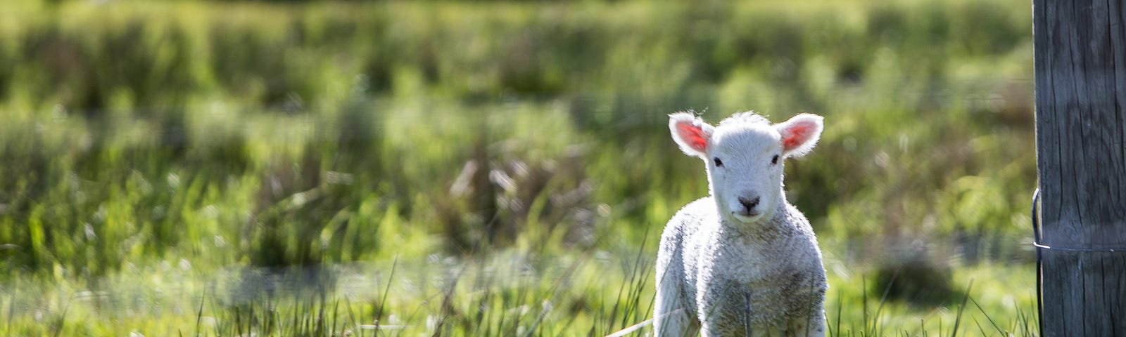 Lanolin is a commonly used ingredient in skincare, derived from the oil found on a sheep’s skin and harvested through wool.