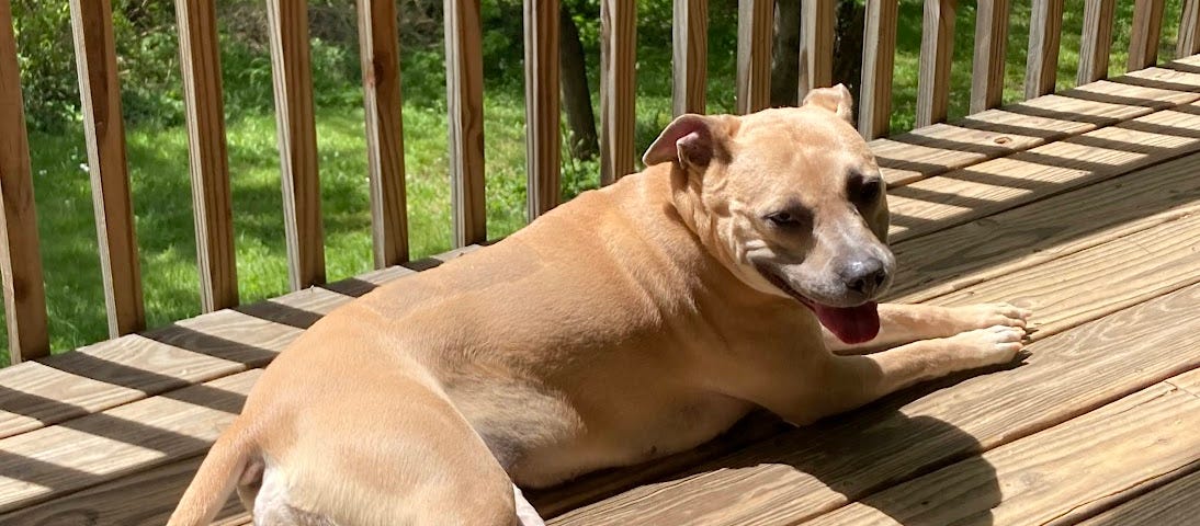 Fawn colored pittie on the porch in the sun.