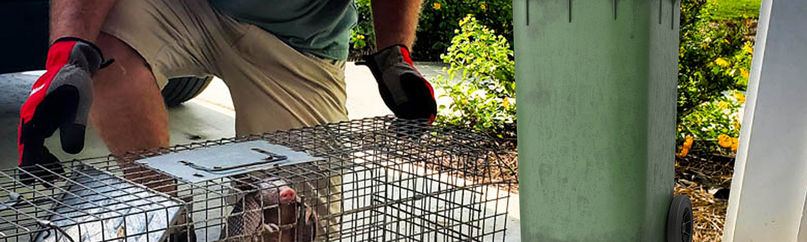 image of trapped armadillo, green trash can and another armadillo in the corner.