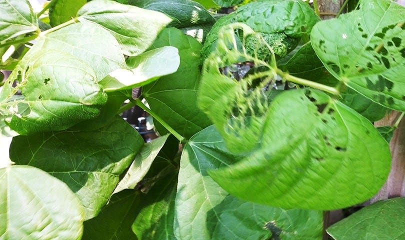 Green bean plant leaves with beetle damage.