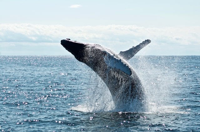 Orca coming out the water.