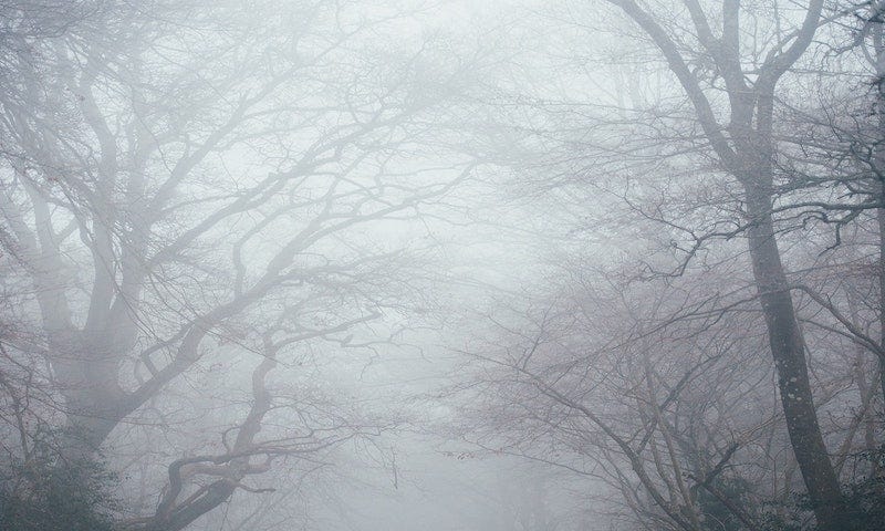 Mist covered road with dark trees