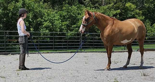 A paint horse watches her handler