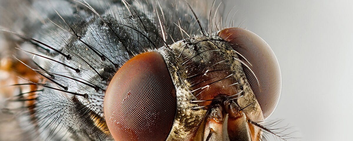 Close up photo of a fly’s face