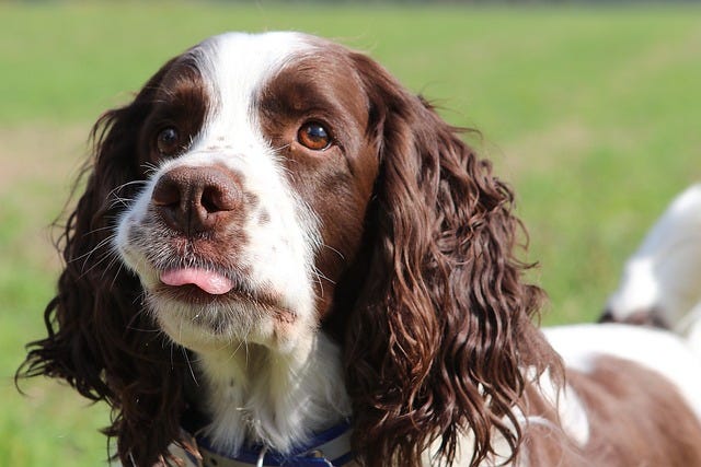 Dog, pet, four legged friend, Springer Spaniel, brown and white, tongue out