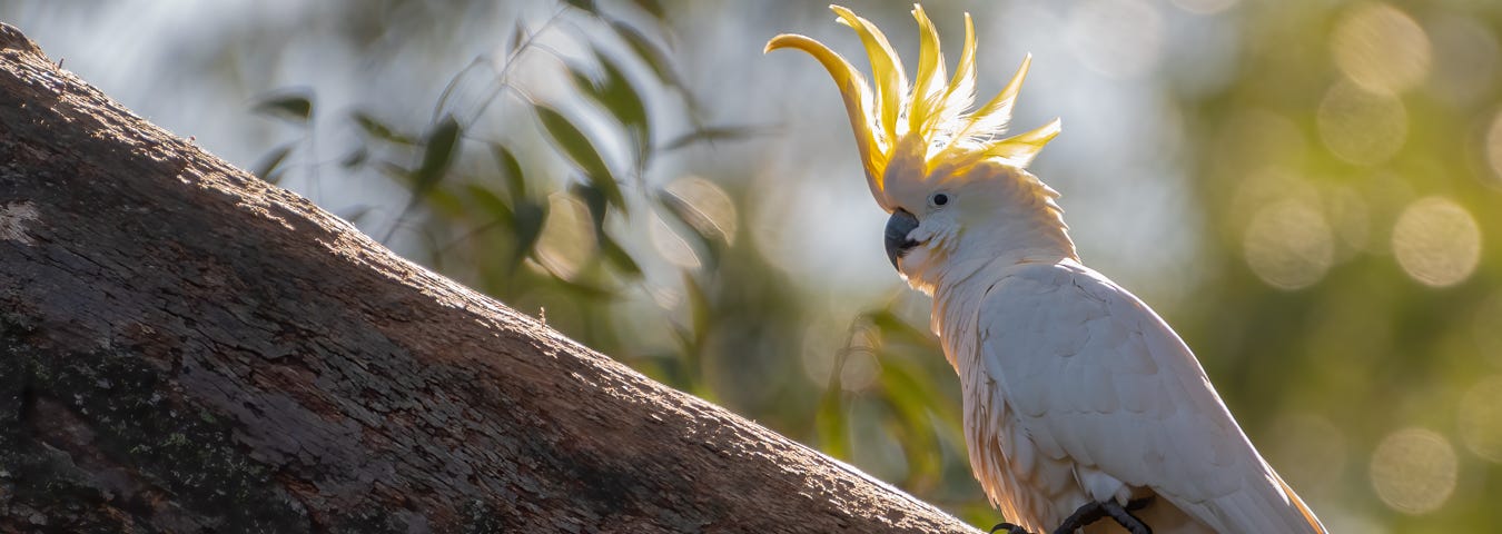 Cockatoo photograph