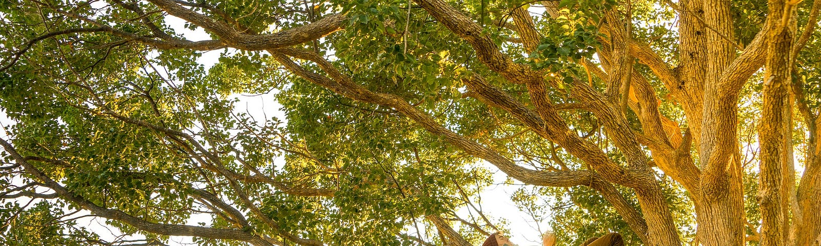 Photo of a large elm tree with majestic branches and leaves, a person laying on their back on one of the branches, with knees up and their hands on their belly. The background is grassy fields, trees and greenery.