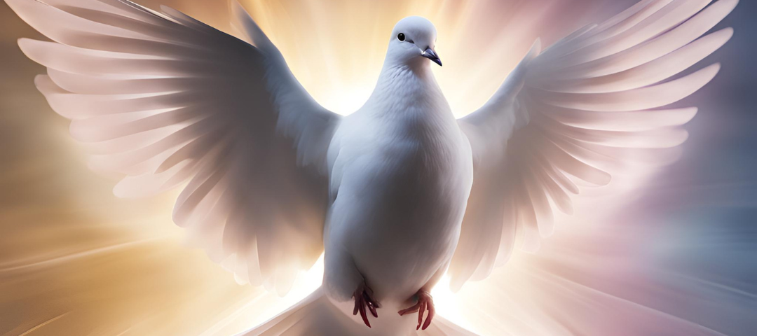 A white dove spreads its wings that shine in the light.