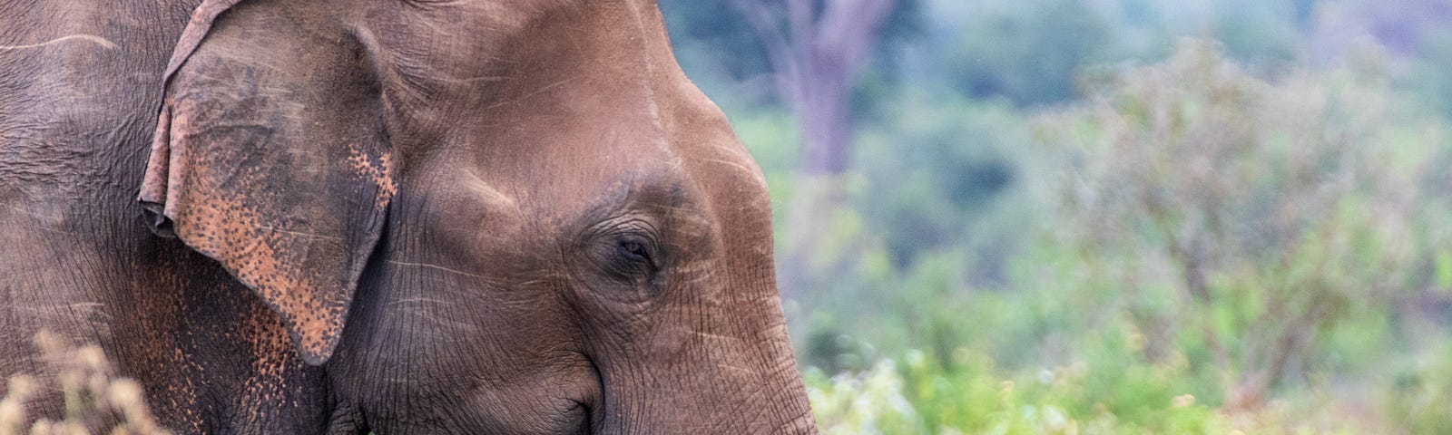 A Sri Lankan elephant’s head profiled in the backdrop of a field.