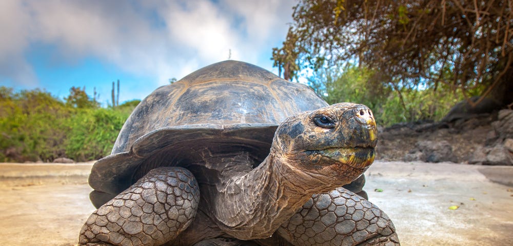 Picture of a giant tortoise at eye level from the front.