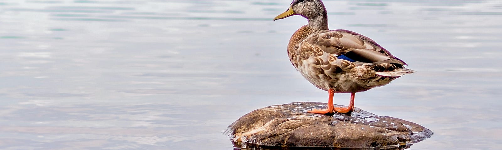 A duck standing on the rock in the middle of a pond.