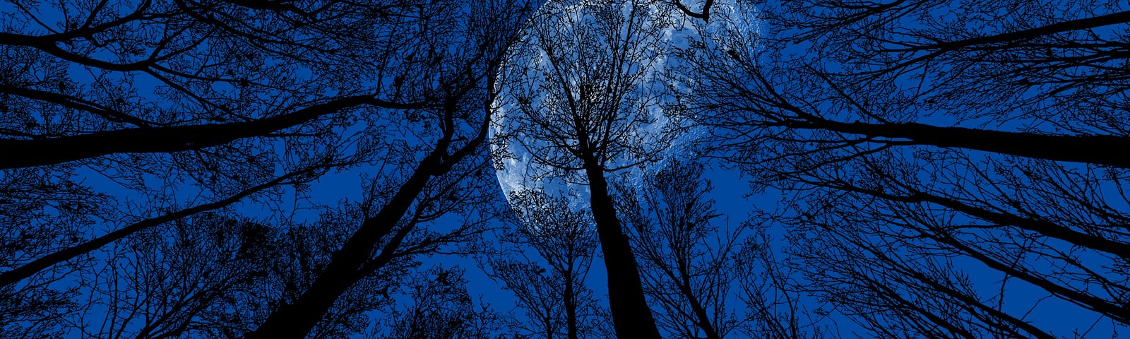 Moonlight in the darkened trees