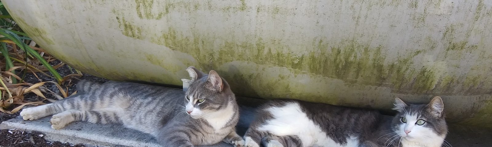 Two gray-and-white tabby cats lying beside an outdoor propane tank