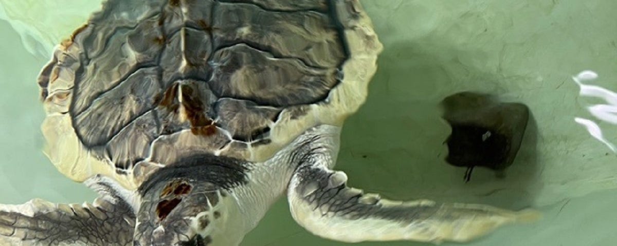 Kemp’s Ridley Sea Turtle in water