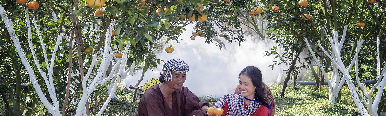 Two people sit on the ground in an orchard. Tangerine trees arch over their heads. Their hands and two baskets on the ground are full of tangerines.