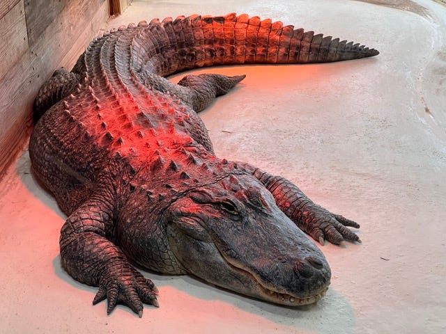 Al the alligator shown basking under a red heat lamp at The Creature Conservancy.