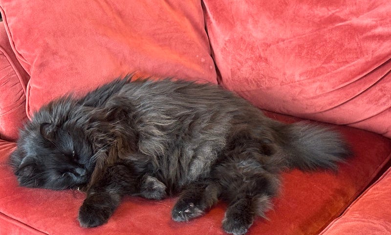 Black furry cat asleep on an red/orange couch