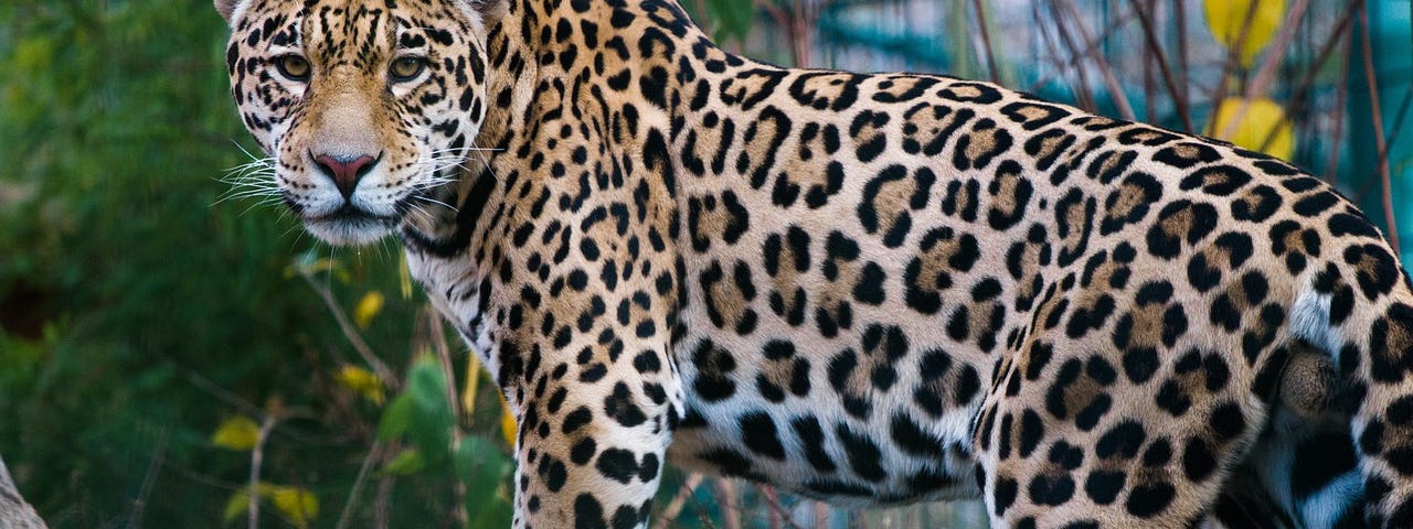 A spotted jaguar walking along a tree branch, looking toward the camera.