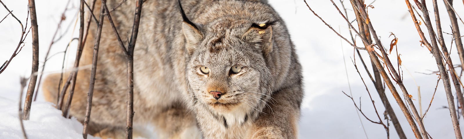 Canada lynx with large paws walking on atop snowy landscape