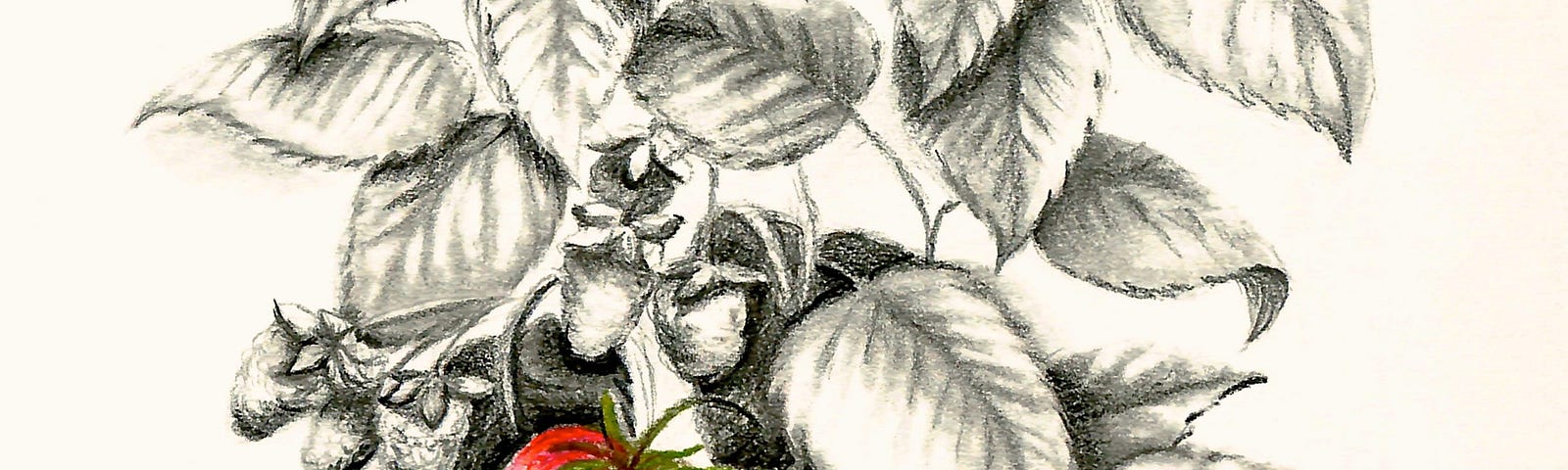 Drawing of a strawberry plant