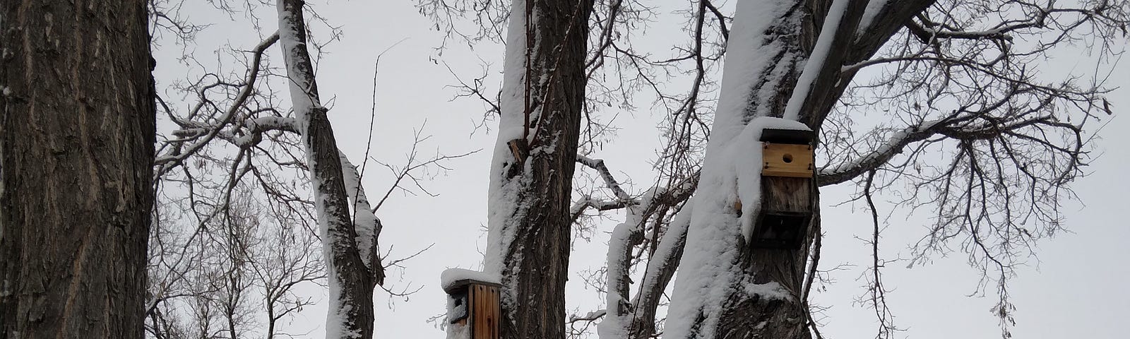 Birdhouses in Locust tree.