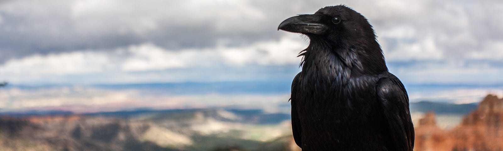 A raven is sitting on a hill in bright sunny day at a far desert place
