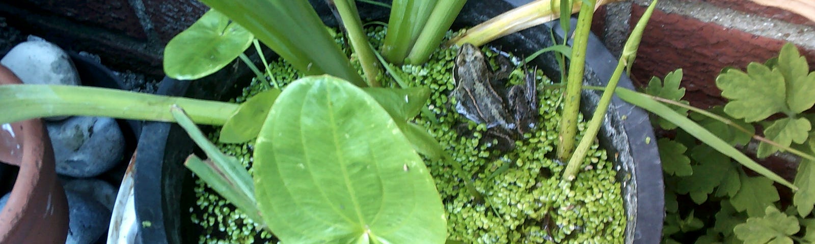 Image of a frog in a bucket of water surrounded by water plants and duckweed