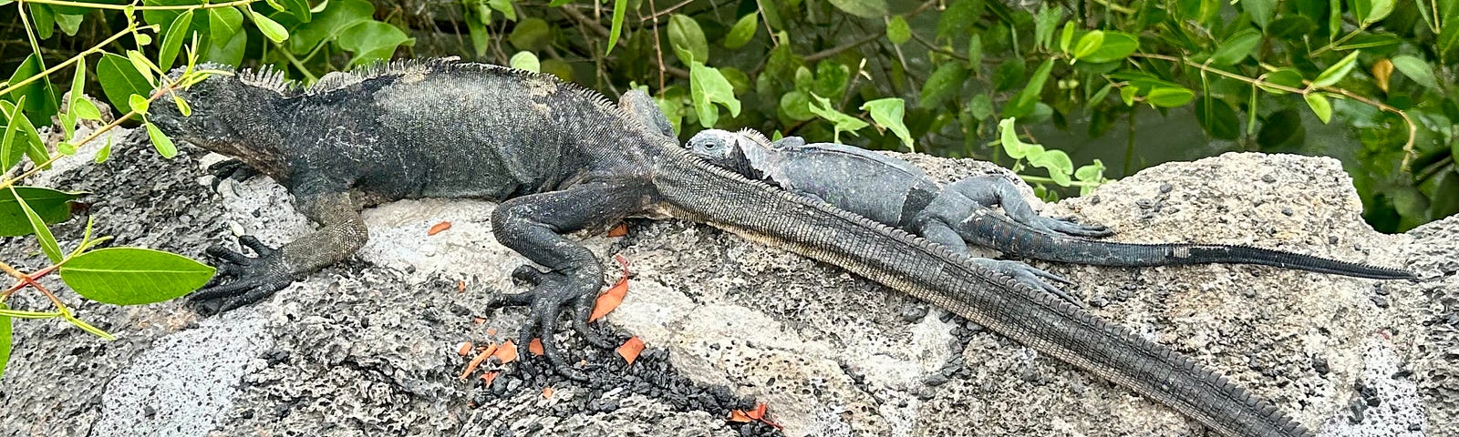 A large black marine iguana suns herself on a cement pathway border, accompanied by a young gray offspring.
