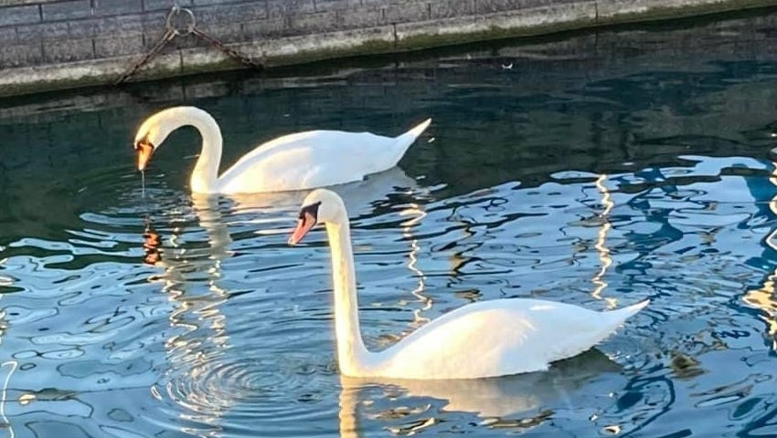 Photograph of two swans, ‘Romeo and Juliet’, swimming in a dock with reflections on the water.