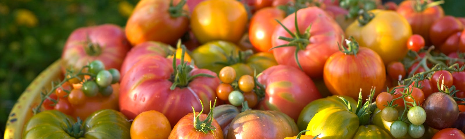 A large basket overflowing with heirloom tomatoes of various sizes and colors.