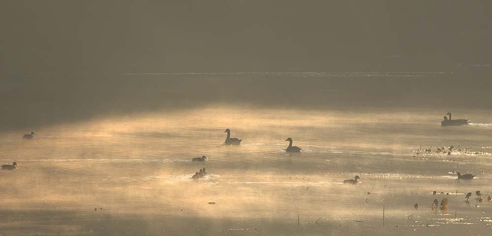 Waterfowl are silhouetted in the morning fog at John Heinz National Wildlife Refuge at Tinicum. Lamar Gore/USFWS