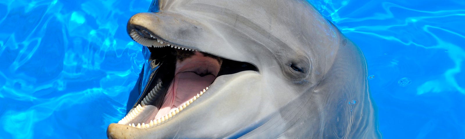 An adorable bottlenose dolphin, happy and laughing.