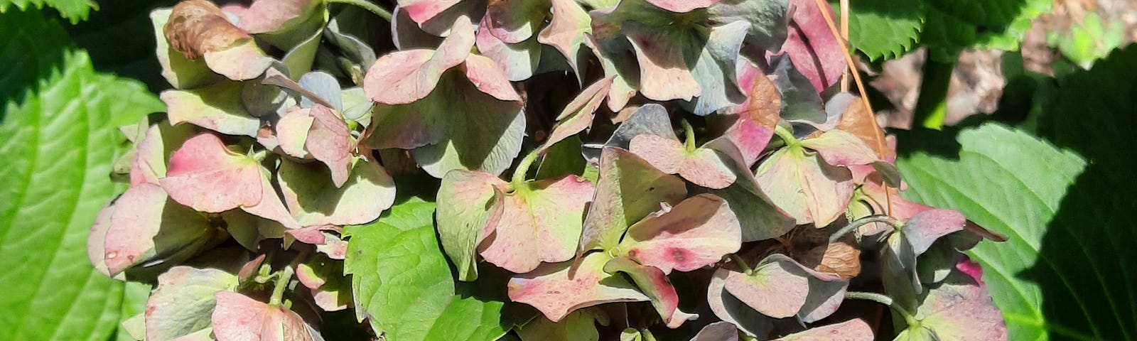 photo of fading hydrangea blooms and green leaves