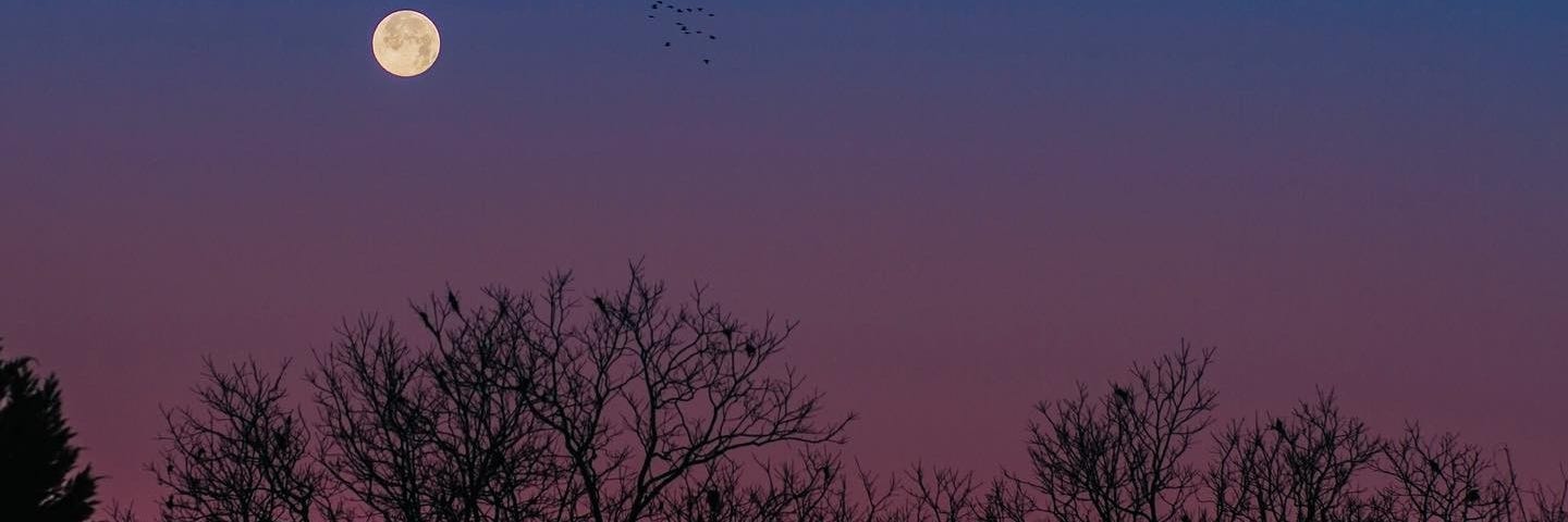 purple haze and a full moon- you can see trees in the distance and birds flying