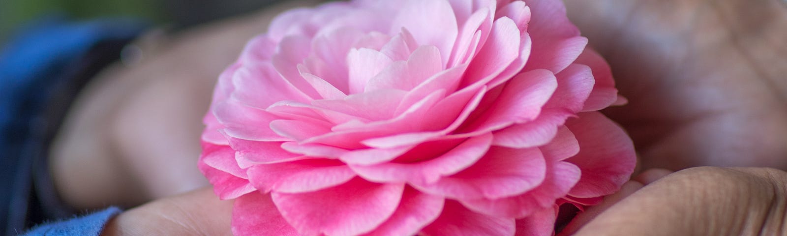 Mother and child holding a camelia together with cupped hands.