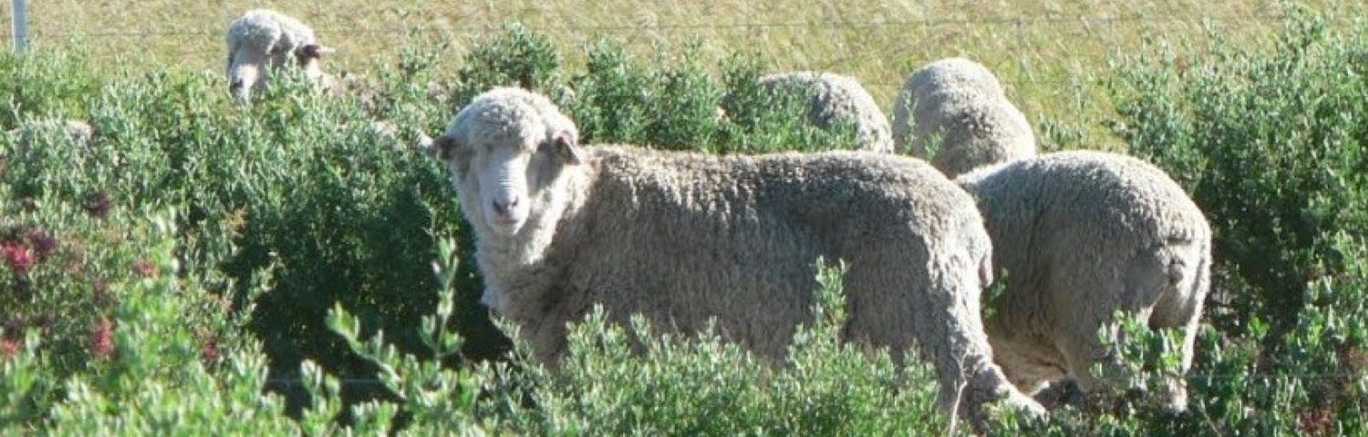 Sheep grazing on saltbush