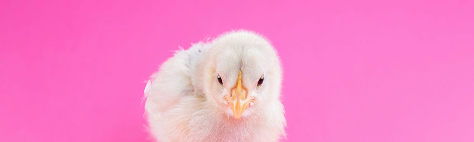 Photo of chick on pink background.