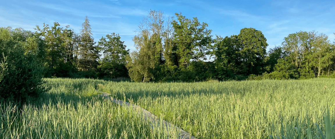 A boardwalk curving into the distance amongst thick, green reeds