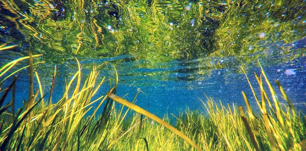 Long grass growing by a body of water with trees also reflecting on the water at the top of the photo.