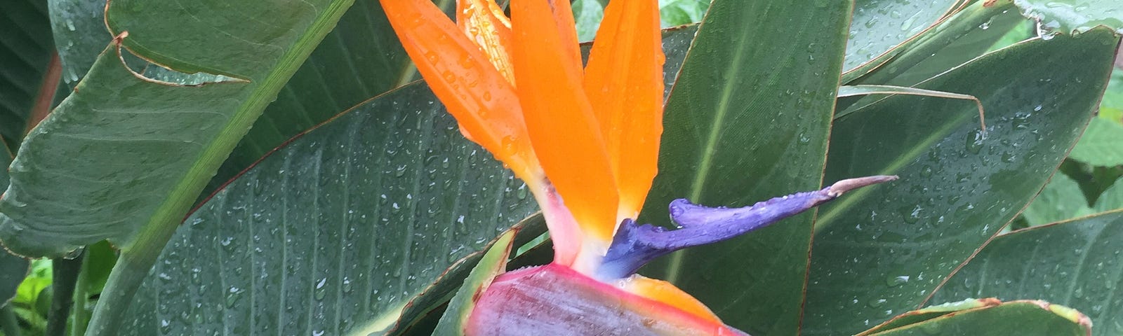 Bird of paradise flower in Hawaii surrounded by large green leaves