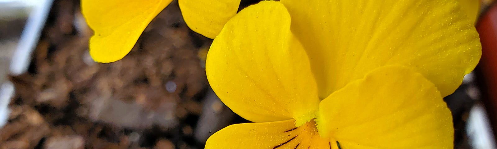 Close up pf a yellow viola flower