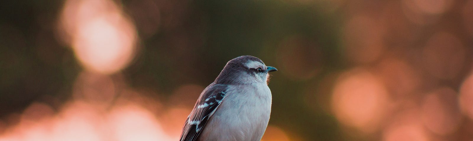 small brown bird sitting on a fencepost