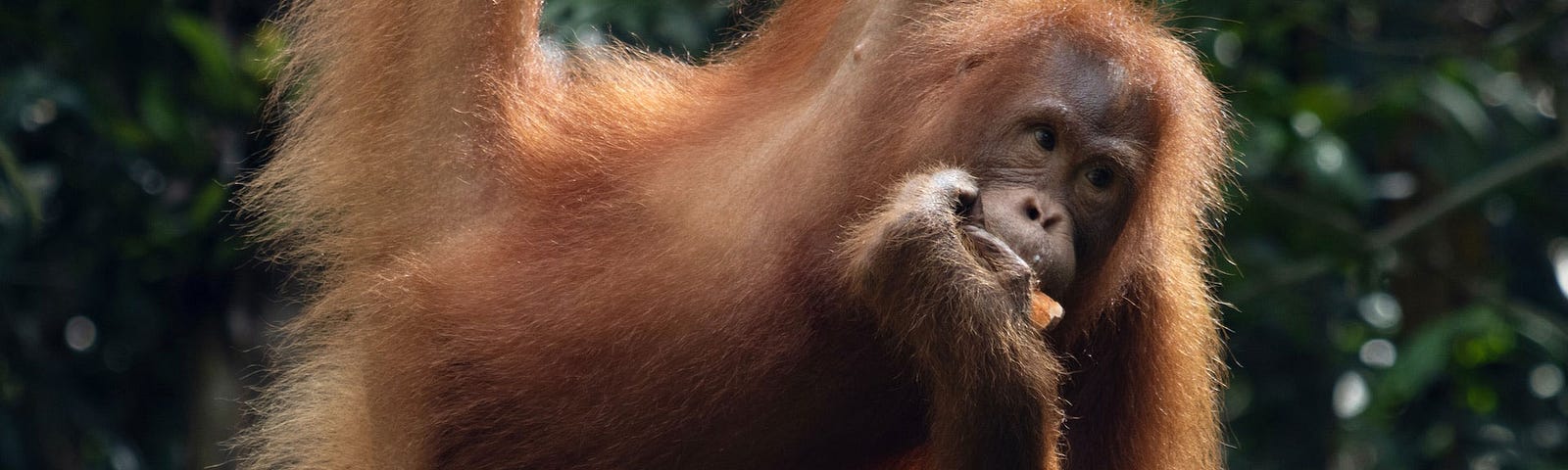 Orangutan hanging from a tree eating a piece of fruit