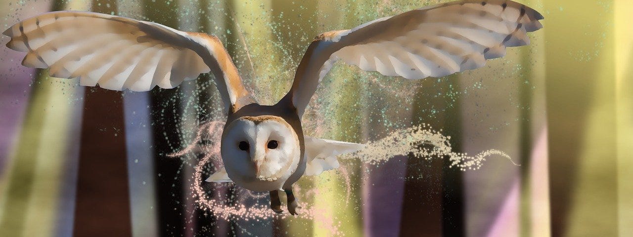 owl flying