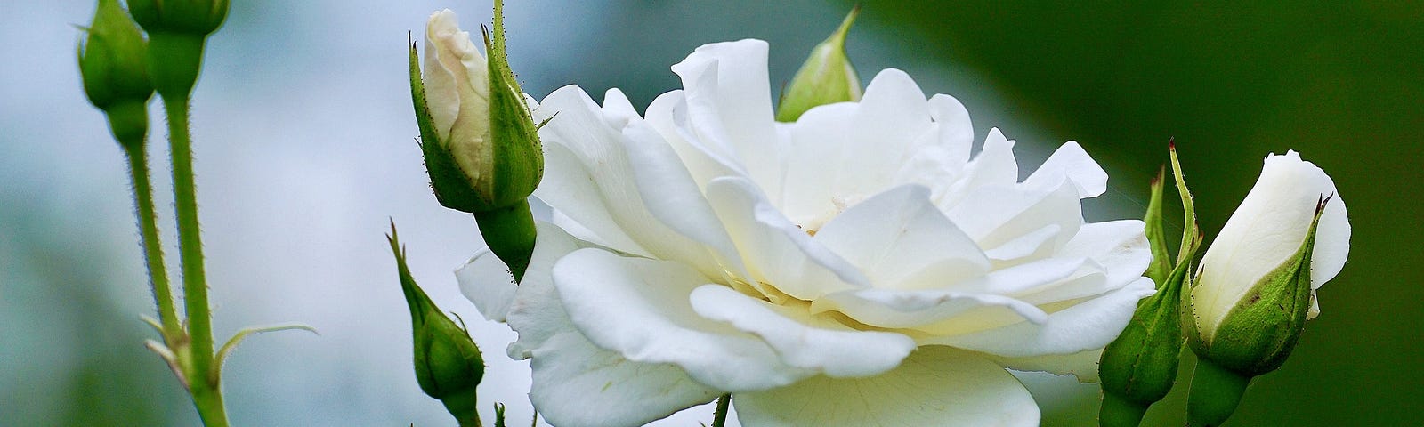 A white rose in full bloom
