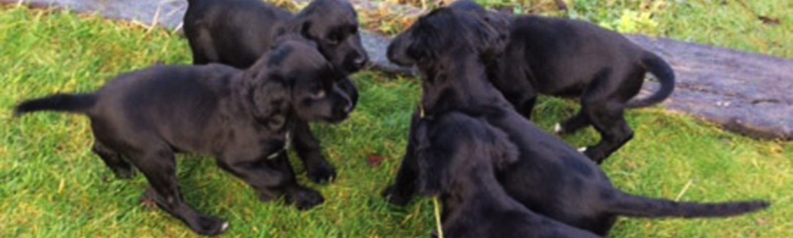 Five black puppies